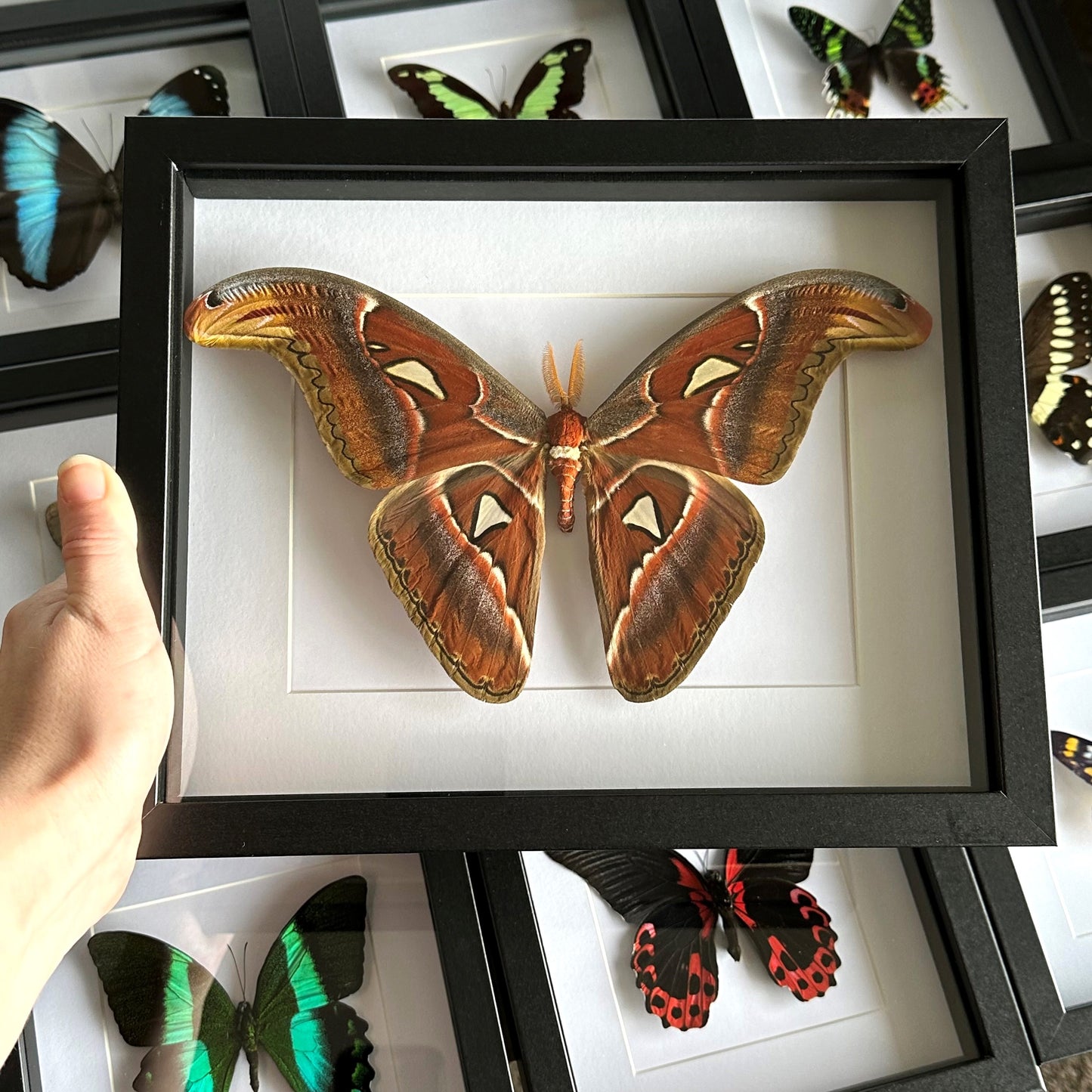 Male Atlas Moth (Attacus atlas) in a black shadow box frame