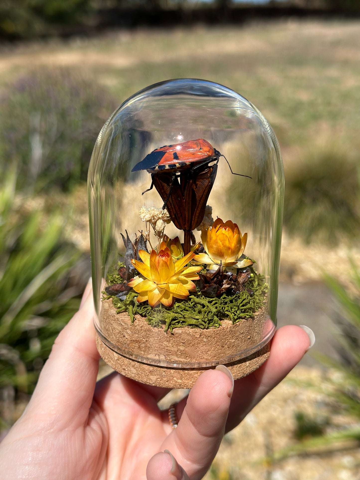 A Man-Faced Stink Bug (Catacanthus incarnata) in a glass dome terrarium with dried strawflowers and preserved florals