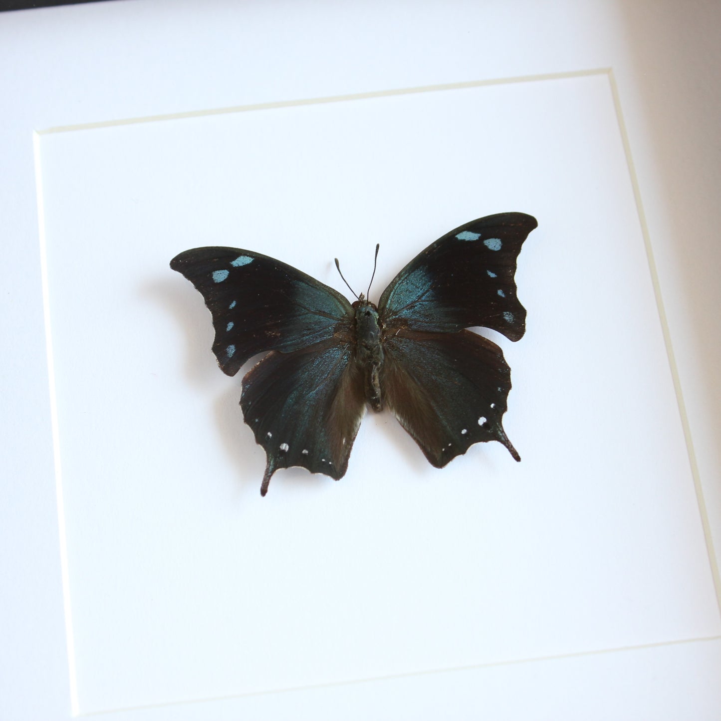 A Memphis Butterfly (Memphis arginussa) in a black shadow box frame