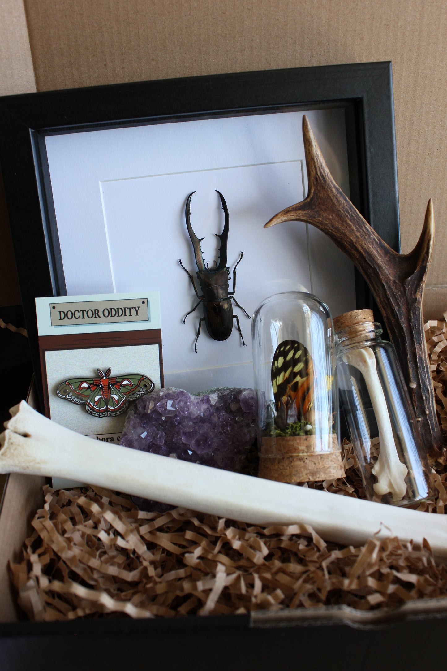 Mystery box containing a metallic stag beetle, enamel pin, bones and oddities