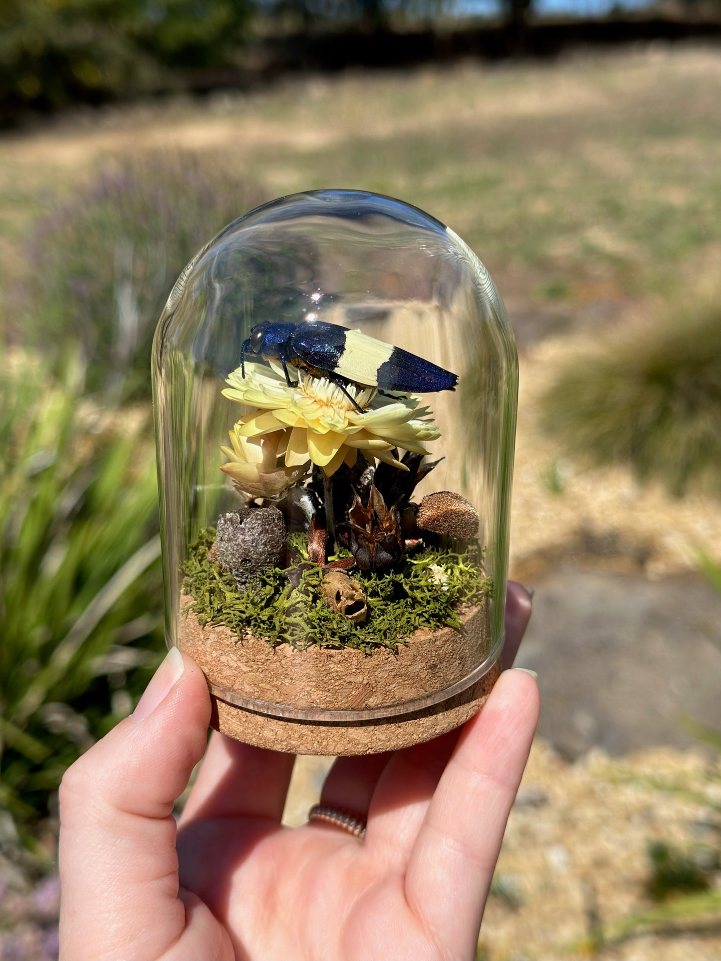 A Metallic Jewel Beetle (Chrysochroa castelnaudi) in a glass dome terrarium with dried florals