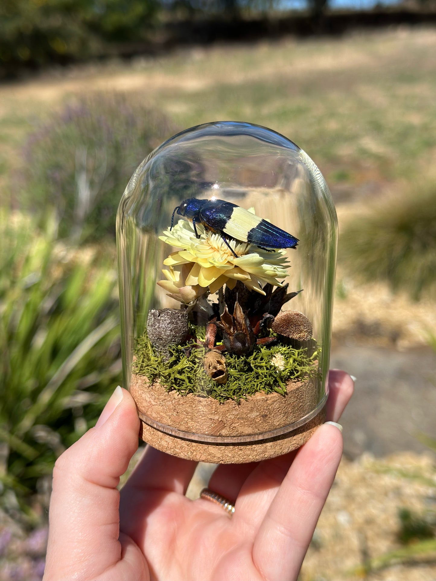 A Metallic Jewel Beetle (Chrysochroa castelnaudi) in a glass dome terrarium with dried florals