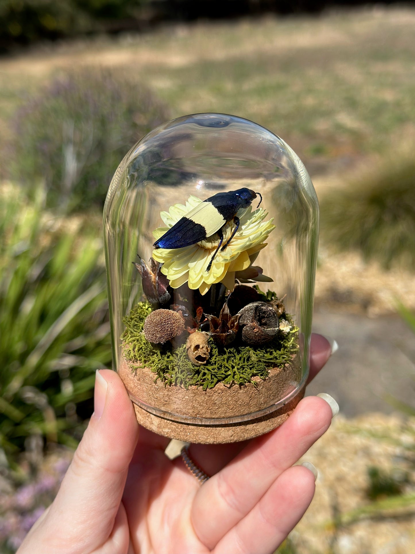 A Metallic Jewel Beetle (Chrysochroa castelnaudi) in a glass dome terrarium with dried florals