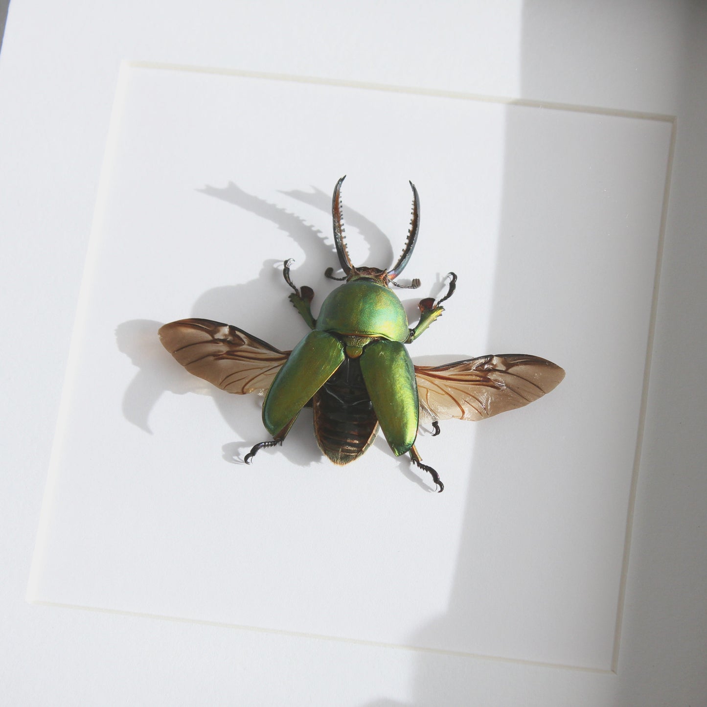 New Guinea Stag Beetle (Lamprima adolphinae) in a black shadow box frame