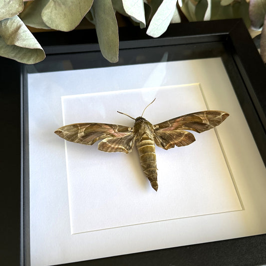 Oleander Hawk Moth (Daphnis nerii) in a shadow box frame