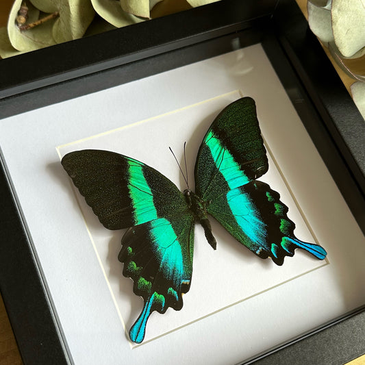 A green swallowtail butterfly (Papilio blumei) in a black shadow box frame 