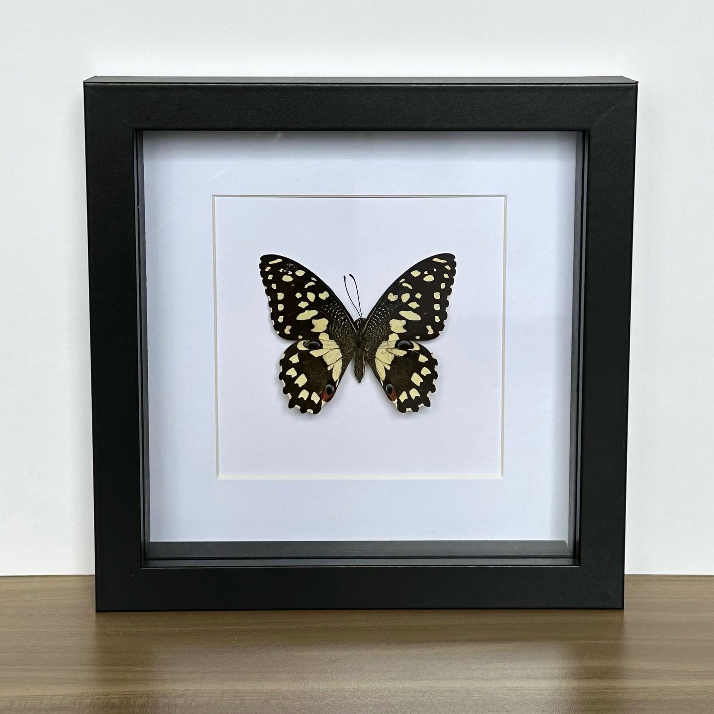 Lime Swallowtail Butterfly (Papilio demoleus libanius) in a shadow box frame