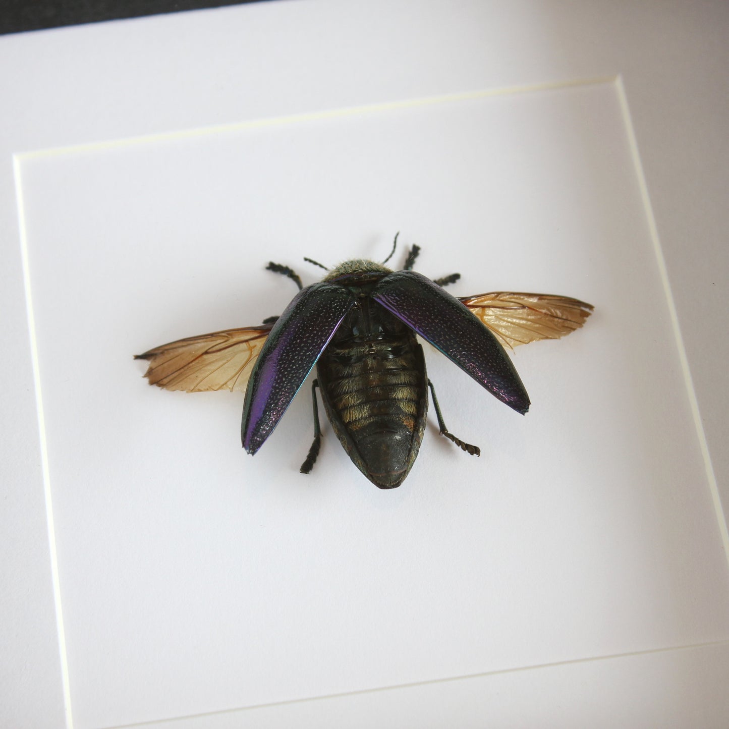 Rainbow Jewel Beetle (Sternocera pulchra fischeri) in a black shadow box frame