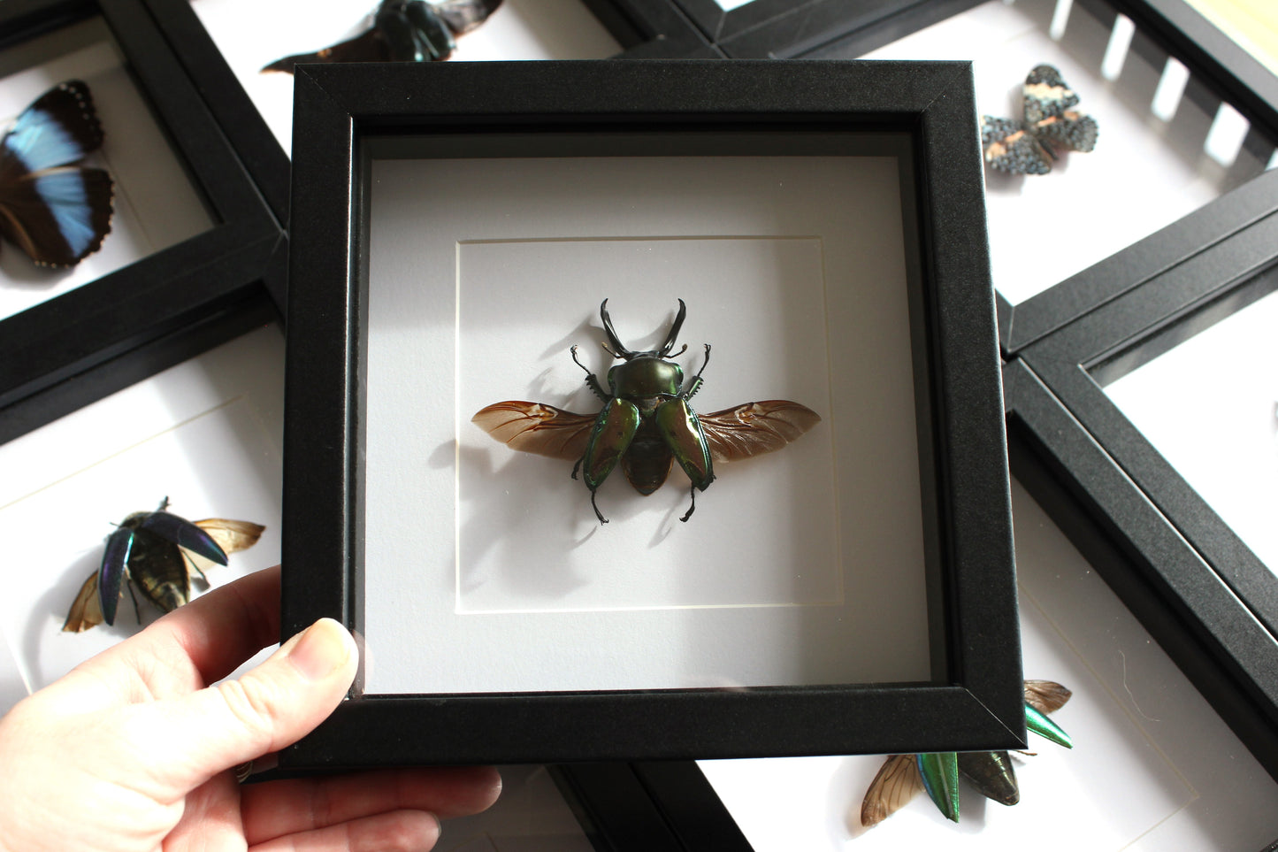 A Rainbow Stag Beetle (Phalacrognathus muelleri) in a black shadow box frame