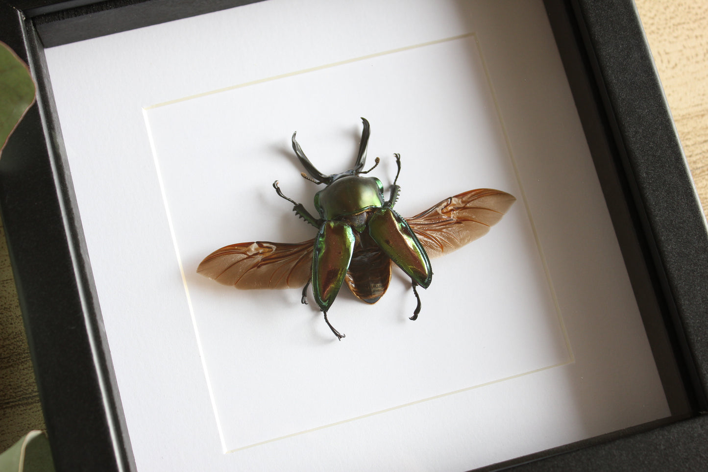 A Rainbow Stag Beetle (Phalacrognathus muelleri) in a black shadow box frame