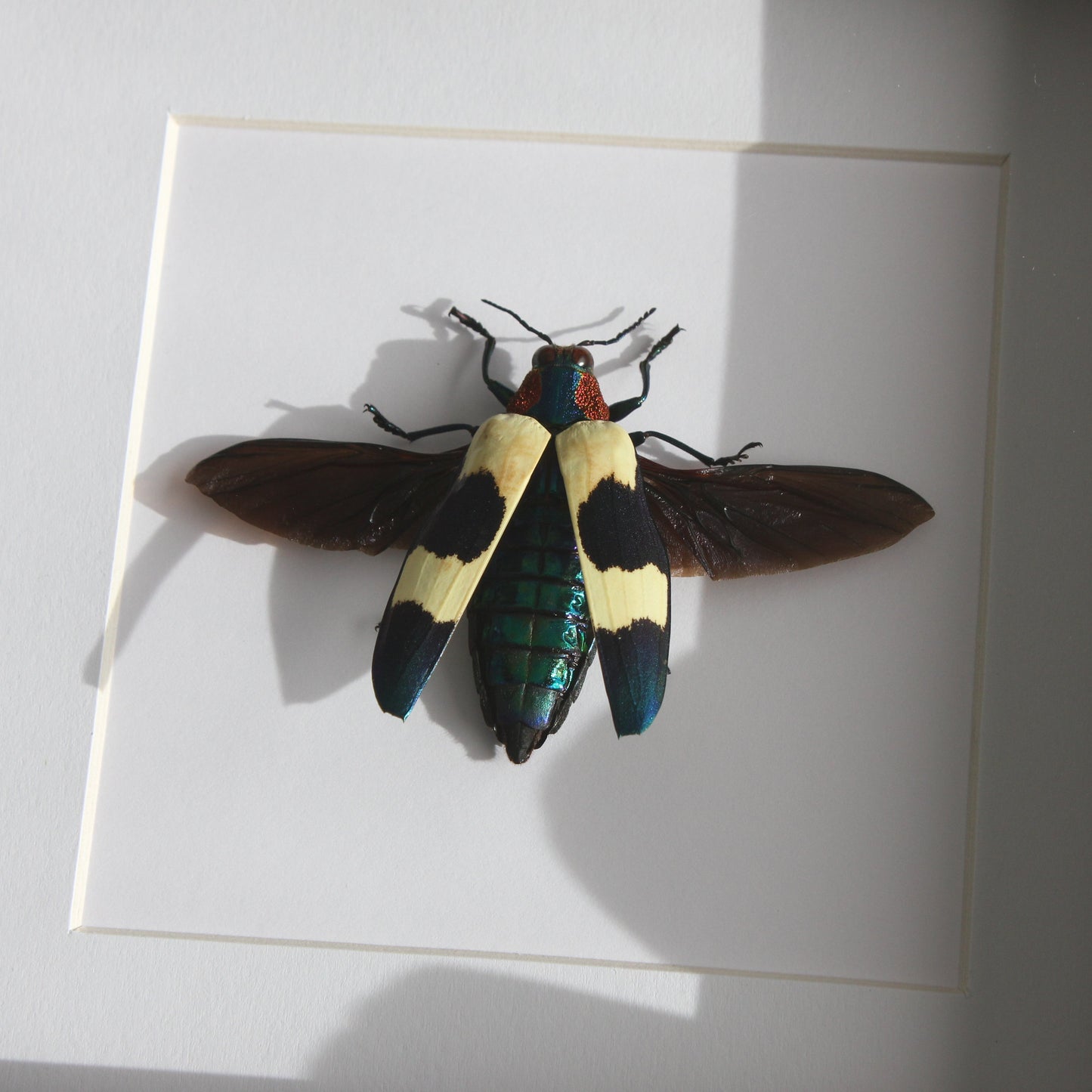 A beautiful Red Speckled Jewel Beetle (Chrysochroa buqueti buqueti) mounted onto white backing in a black shadow box frame.