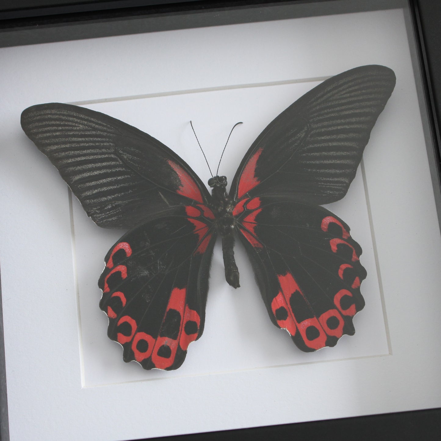 Scarlet mormon taxidermy butterfly in a black shadow box frame
