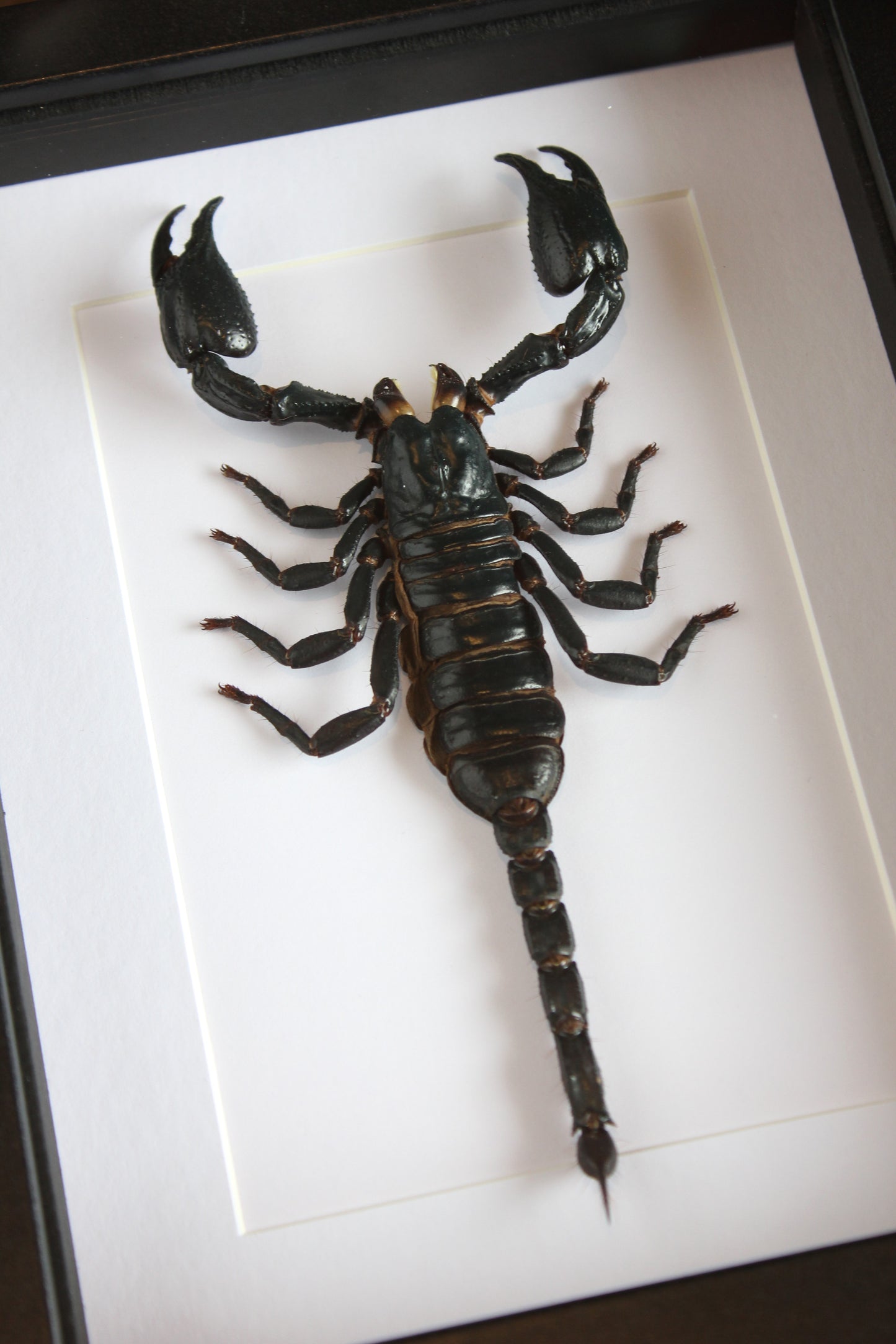 Asian forest scorpion in a black shadow box frame