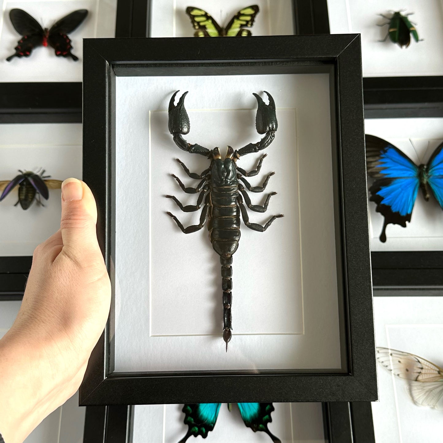 Asian forest scorpion in a black shadow box frame