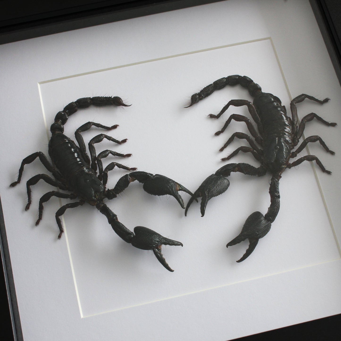Two beautiful taxidermy Asian Blue Forest Scorpions (Javanimetrus cyaneus) mounted onto white backing in a black shadow box frame.