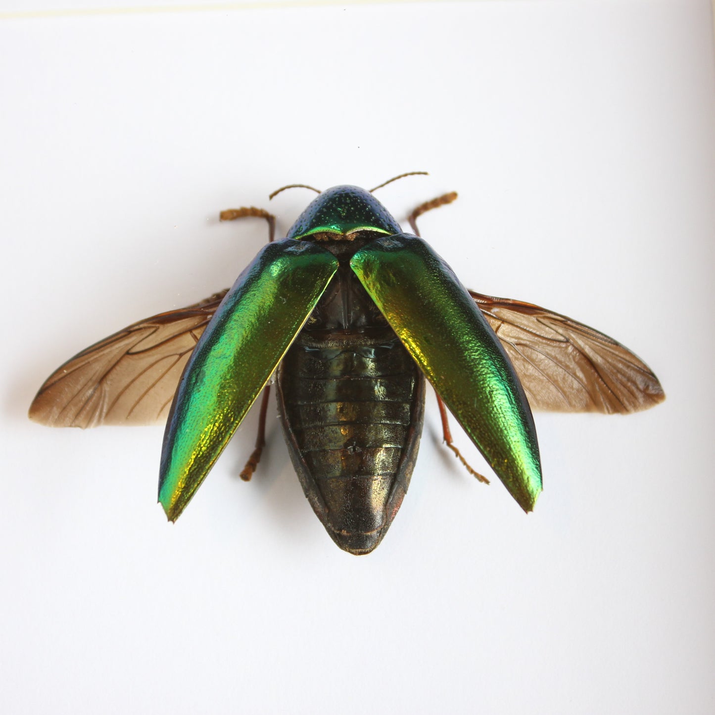 A Green Jewel Beetle (Sternocera aequisignata) in a black shadow box frame