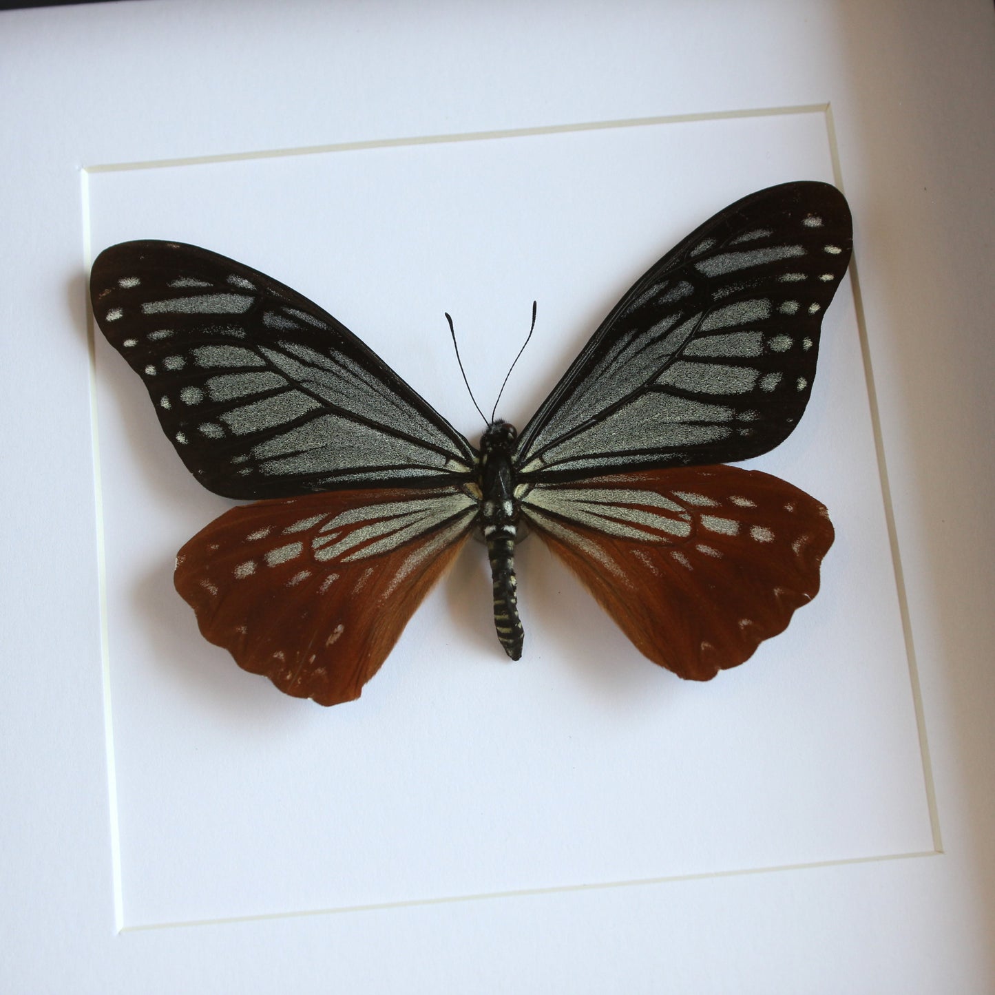 A Tawny Mime (Papilio agestor) swallowtail butterfly in a black shadow box frame