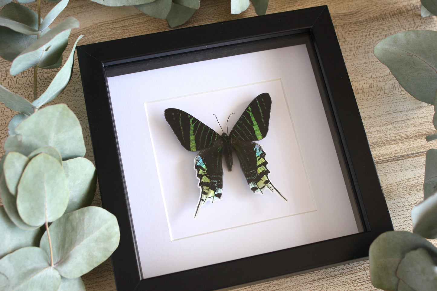 Green-banded Urania moth (Urania lineus) in a black shadow box frame