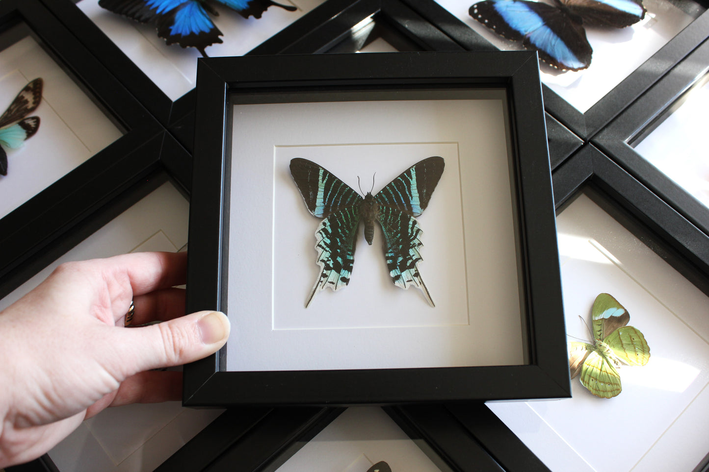 Green-banded Urania moth (Urania lineus) in a black shadow box frame