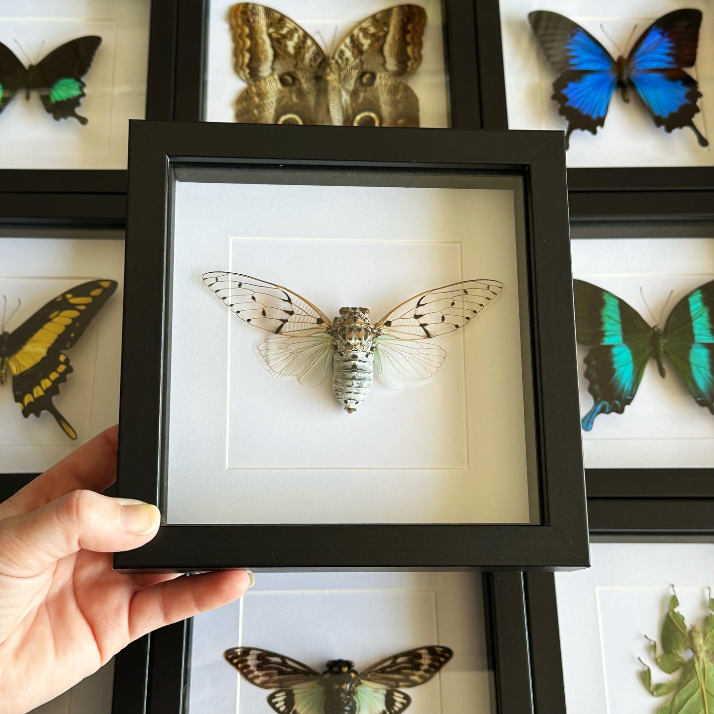 A White Ghost Cicada (Ayuthia spectabile) in a black shadow box frame