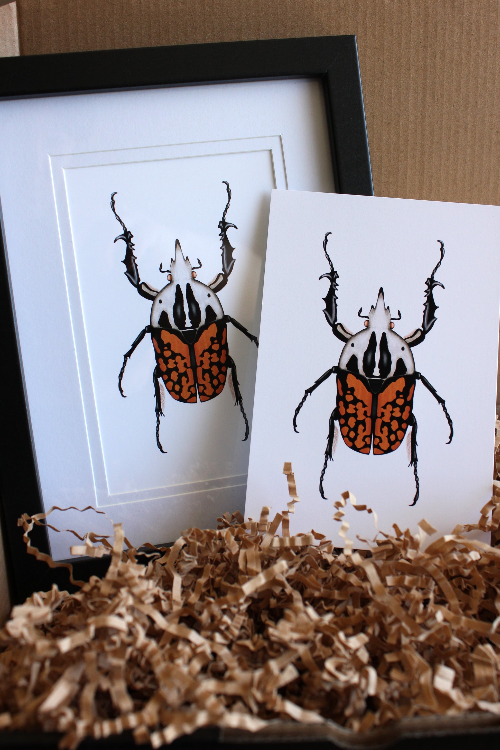 African Flower Beetle (Mecynorrhina oberthuri decorata) art print