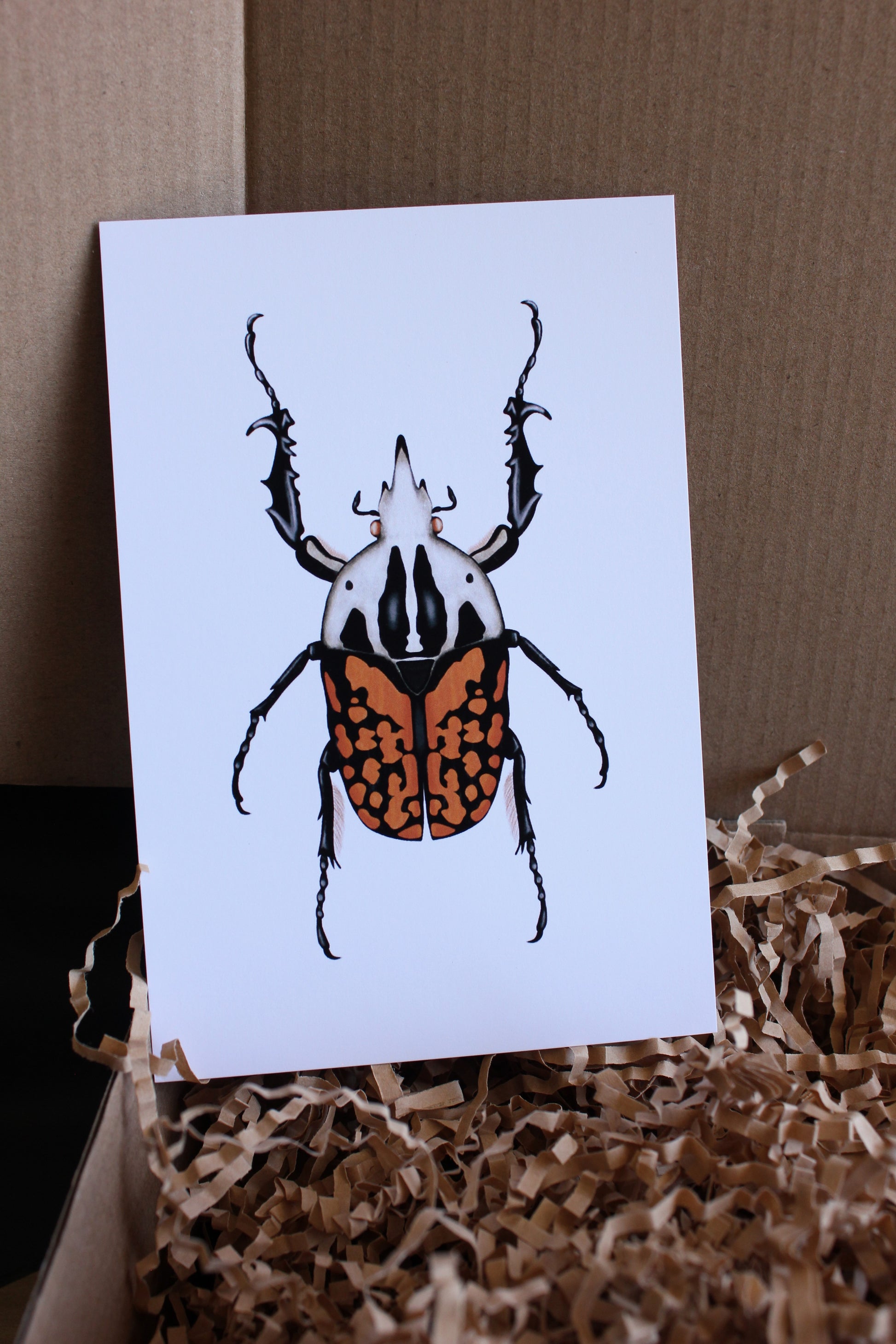 African Flower Beetle (Mecynorrhina oberthuri decorata) art print