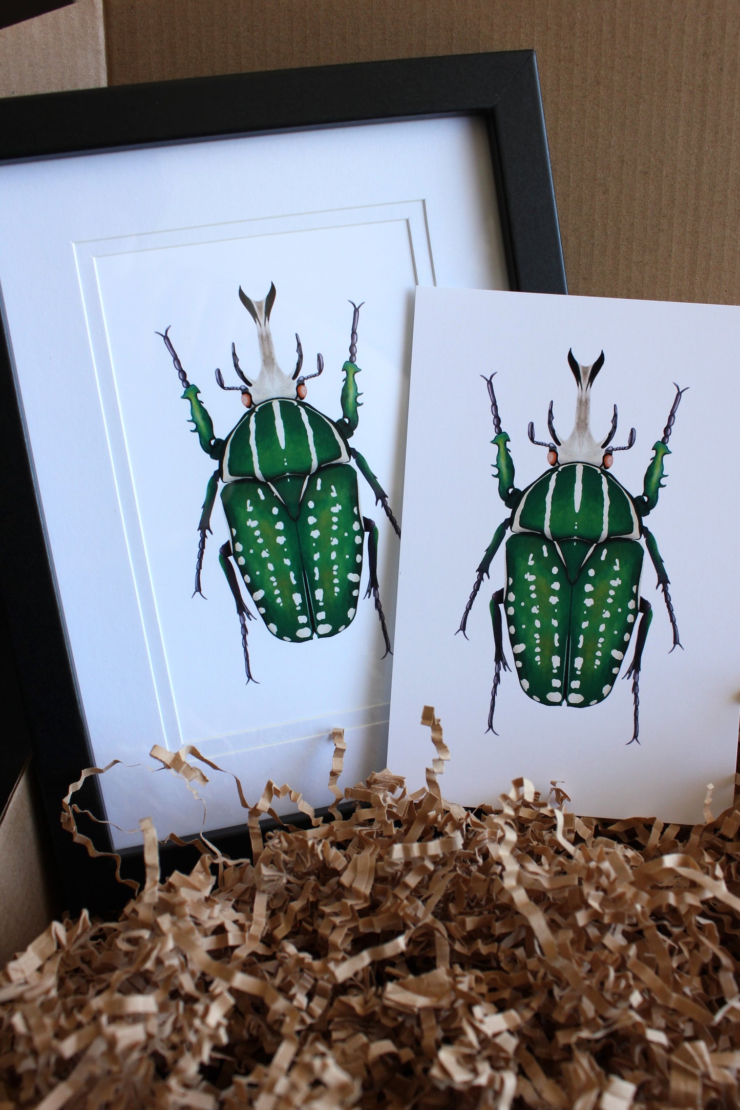 African fruit beetle (Mecynorrhina polyphemus) art print