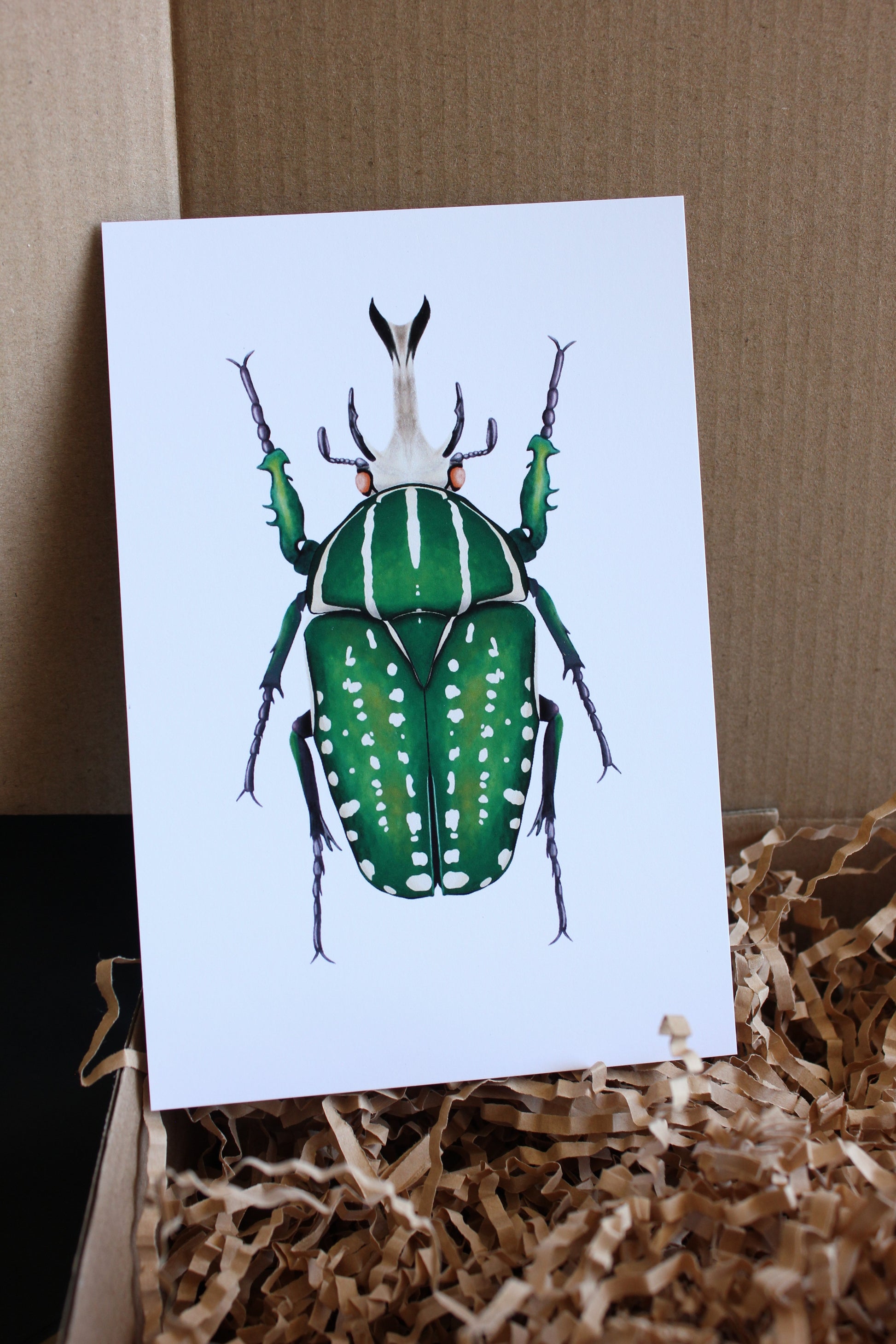 African fruit beetle (Mecynorrhina polyphemus) art print