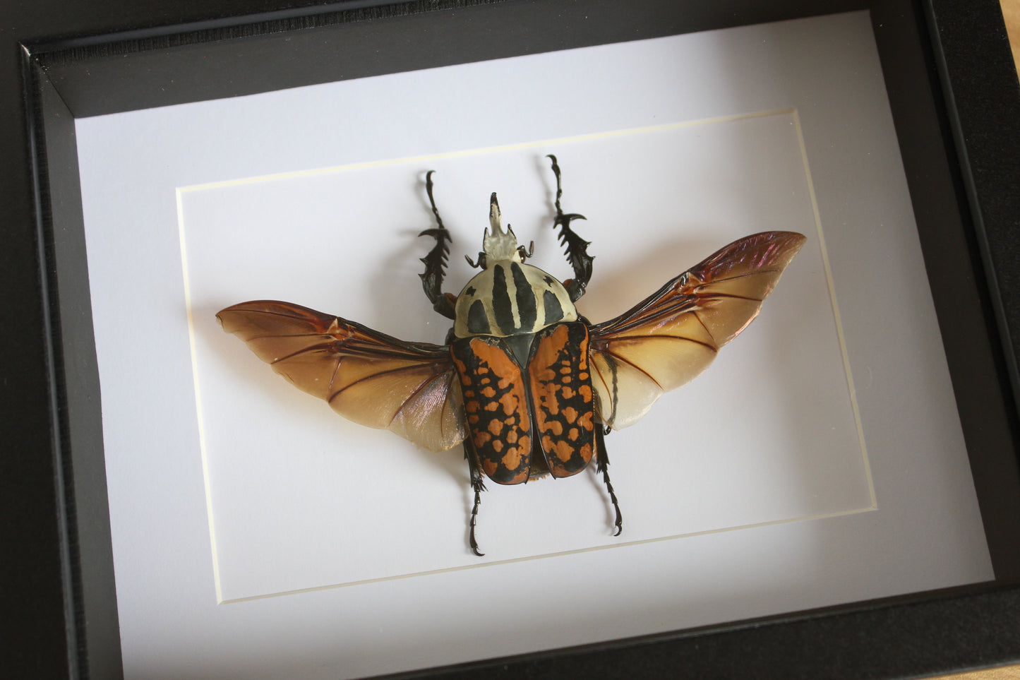 A African Flower Beetle (Mecynorhina oberthuri decorata) in a black shadow box frame