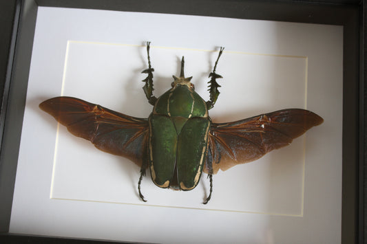 A  African Fruit Beetle (Mecynorhina torquata poggei) in a black shadow box frame