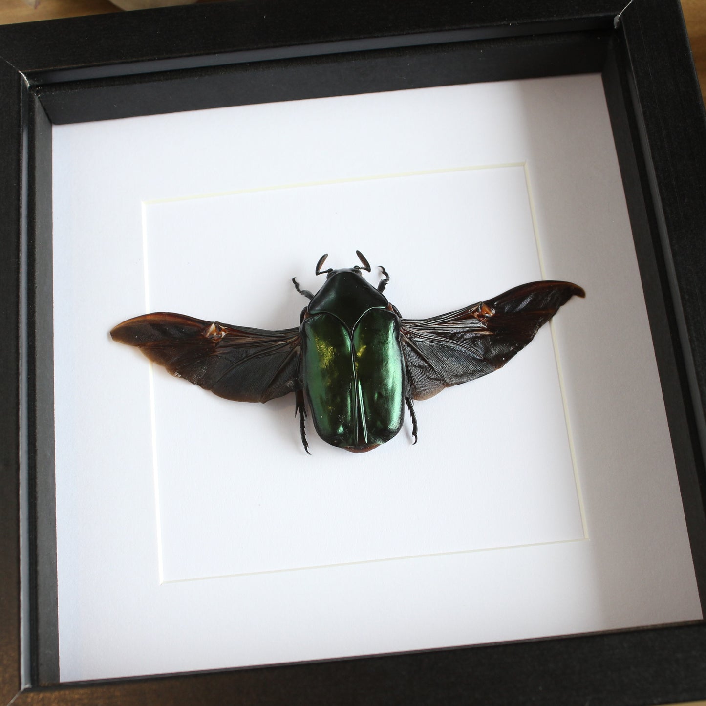 A Agestrata orichalca beetle in a black shadow box frame