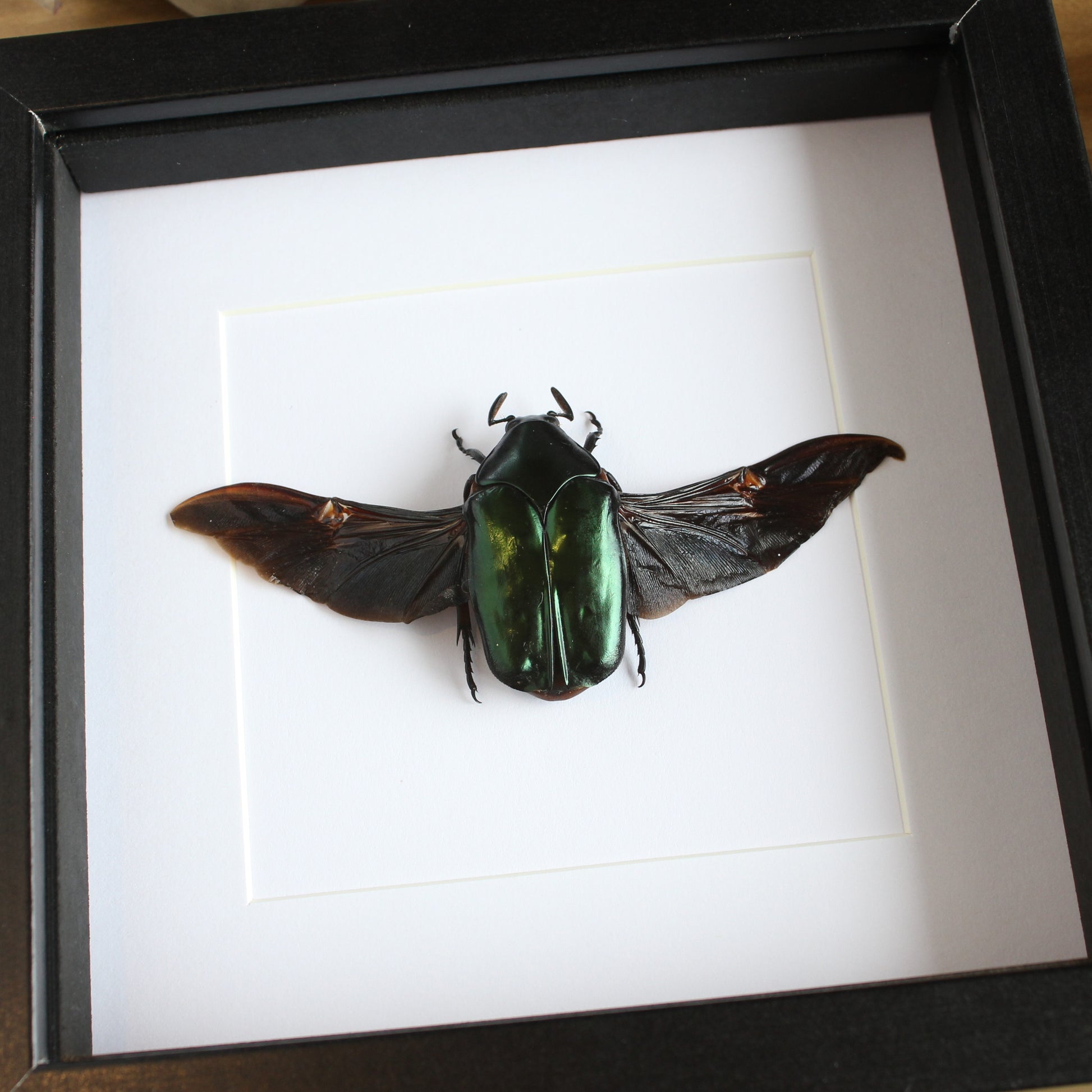 A Agestrata orichalca beetle in a black shadow box frame
