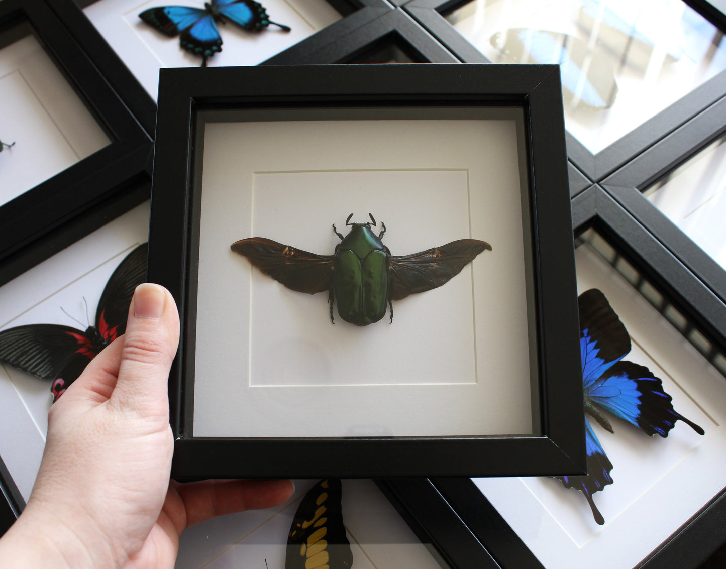 Green beetle Agestrata orichalca in a black frame
