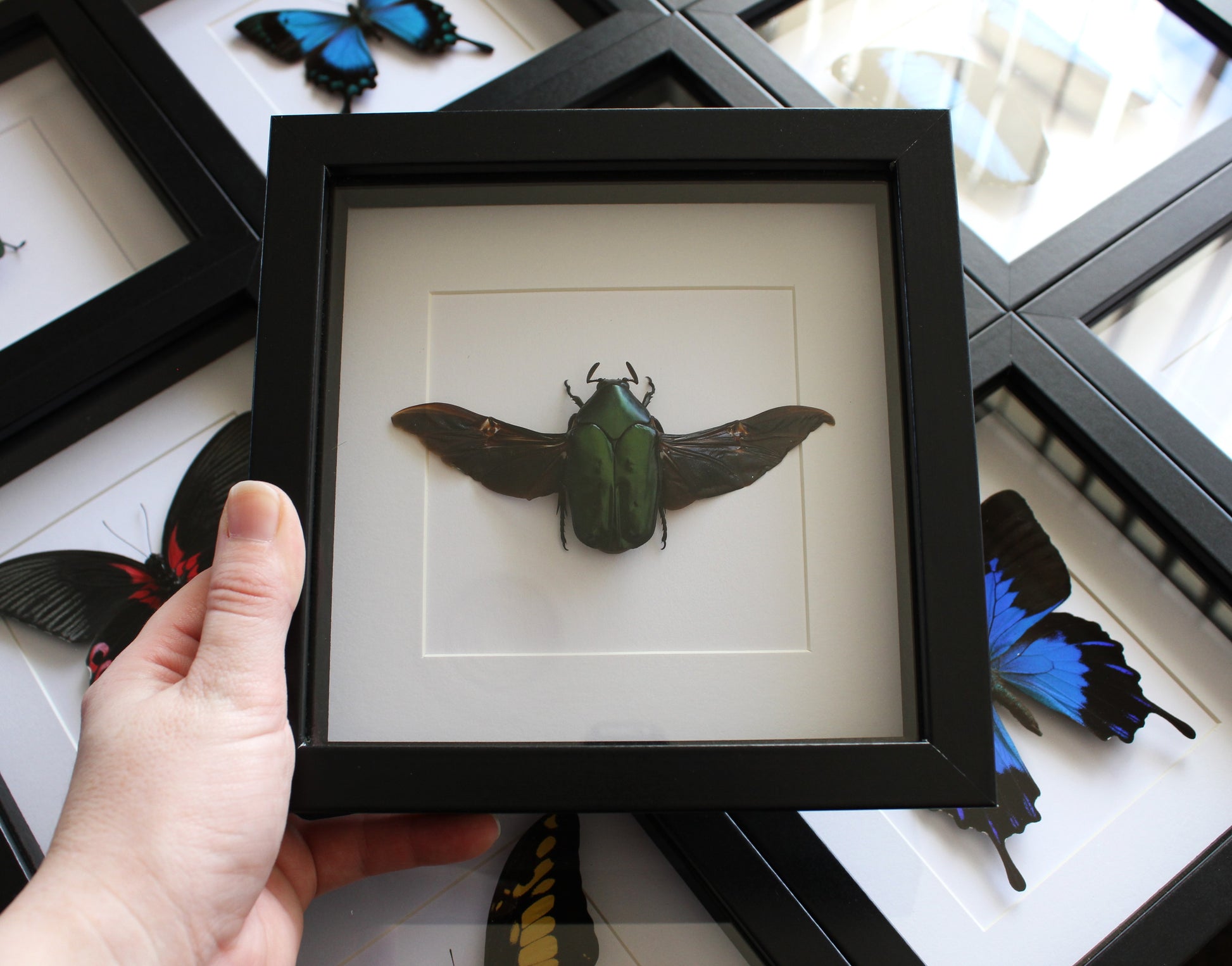 Green beetle Agestrata orichalca in a black frame