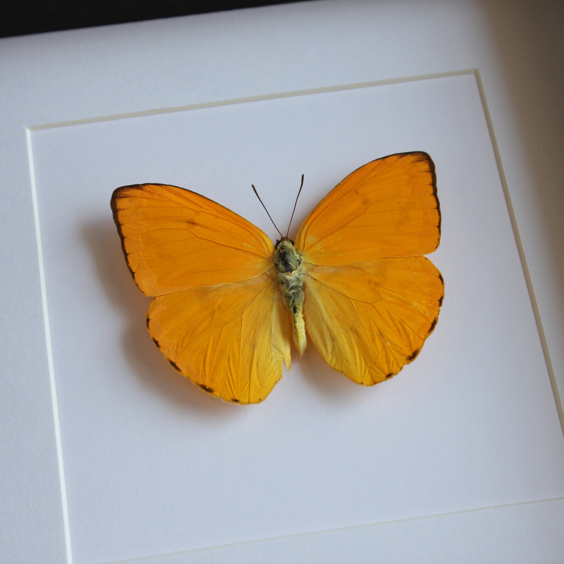 A Apricot Sulphur (Phoebis argante) Butterfly in a black shadow box frame