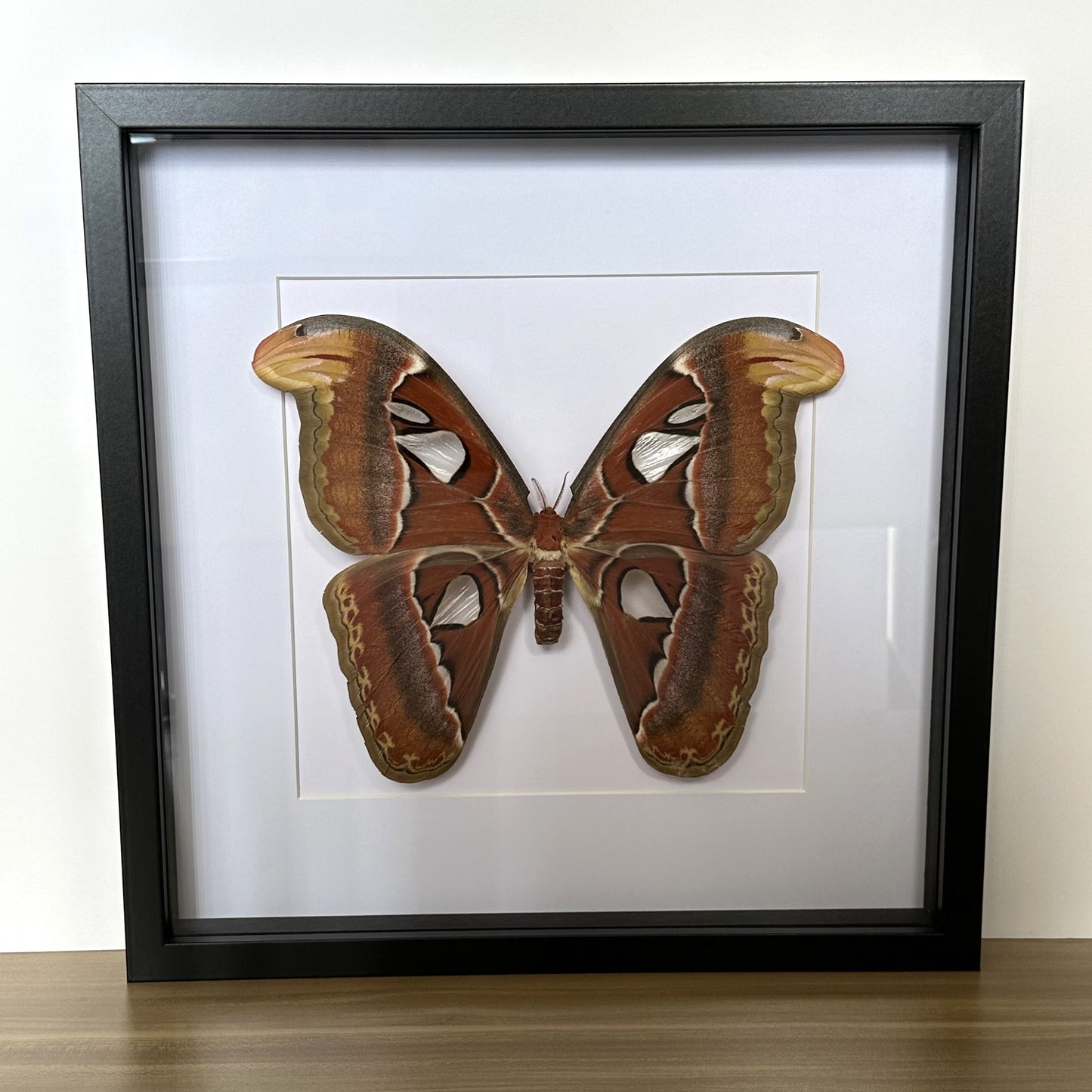 An Atlas moth (Attacus atlas) in a black shadow box frame