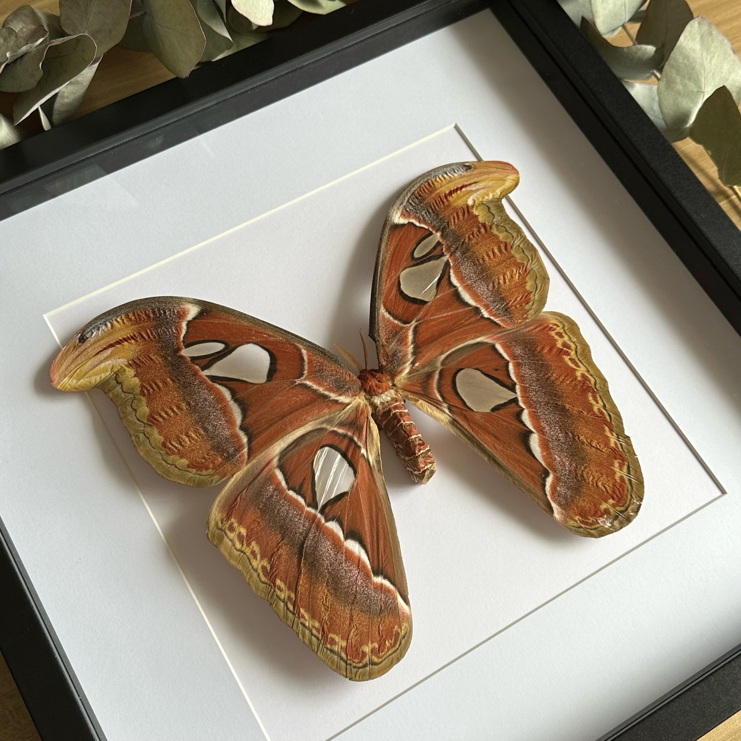 An Atlas moth (Attacus atlas) in a black shadow box frame