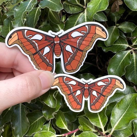 Atlas Moth (Attacus atlas) Vinyl Sticker