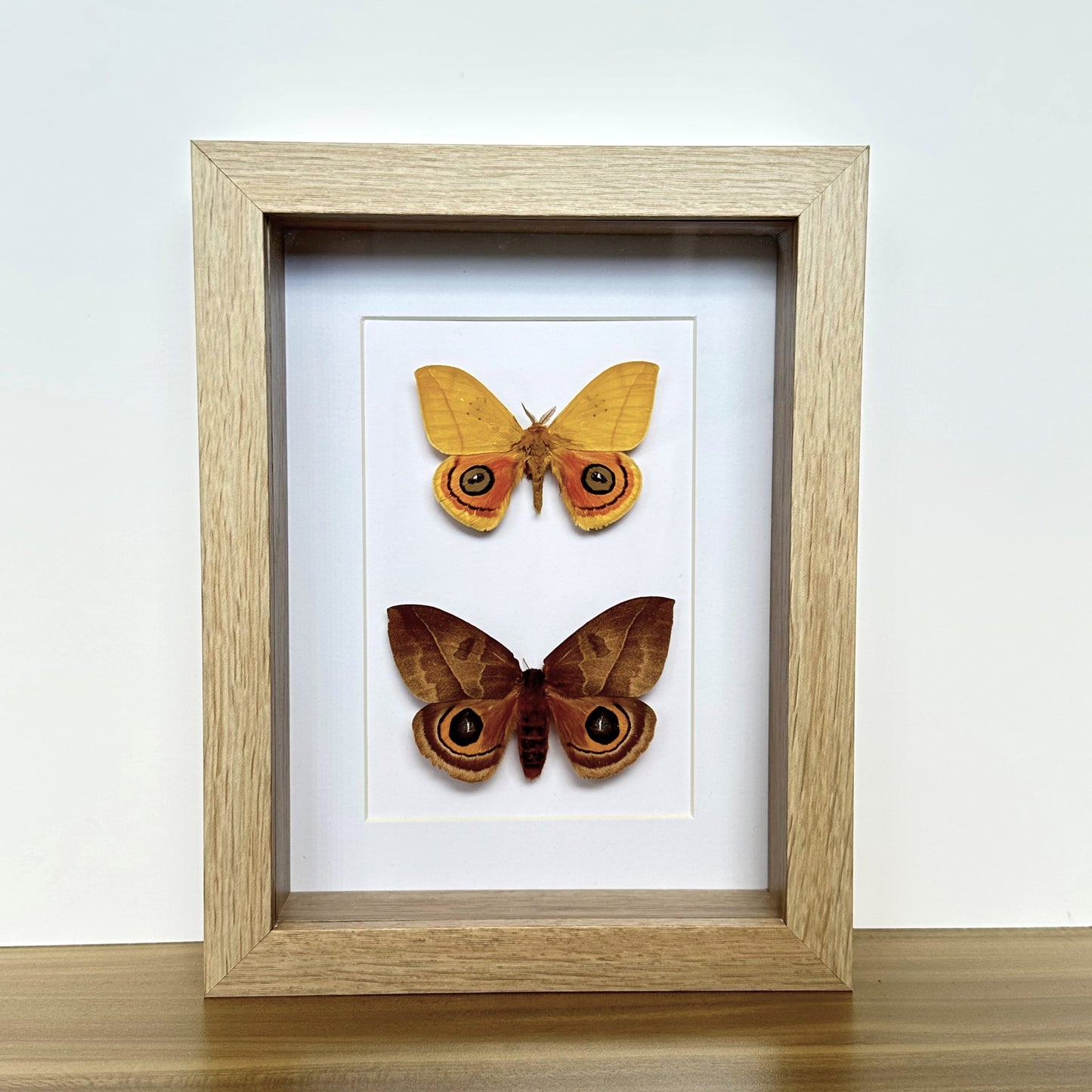 Male and female Automeris jucunda moths in a shadow box frame