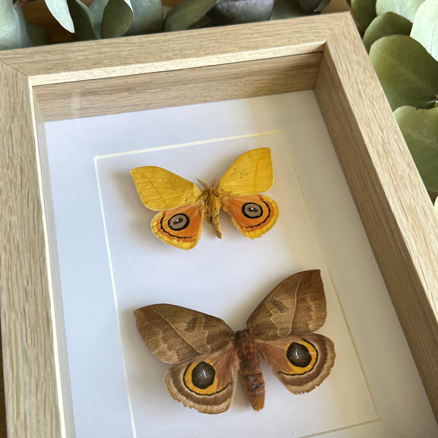 Male and female Automeris jucunda moths in a shadow box frame