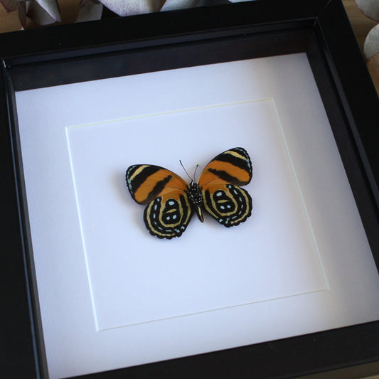 A BD Butterfly (Callicore cynosura) in a black shadow box frame