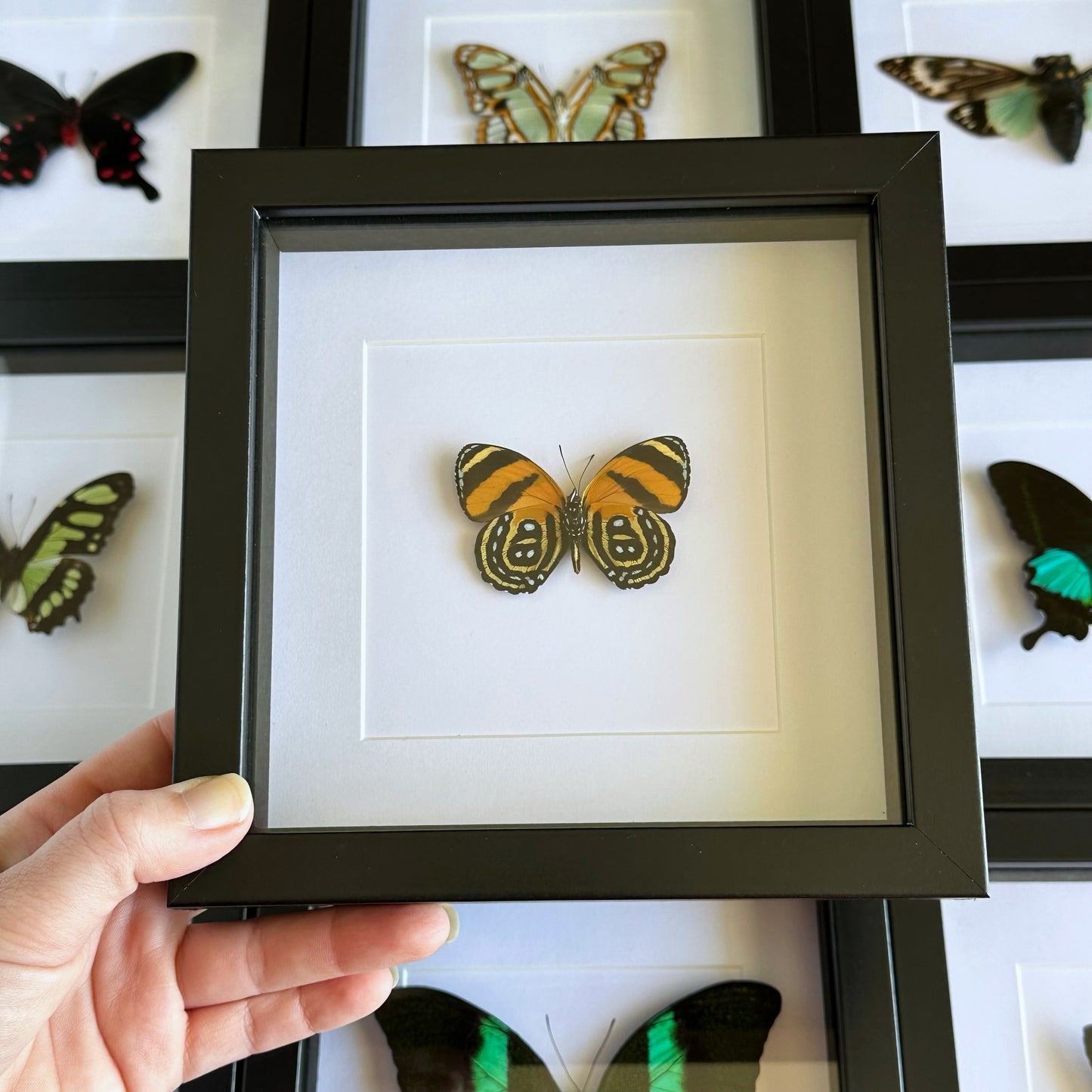 A BD Butterfly (Callicore cynosura) in a black shadow box frame