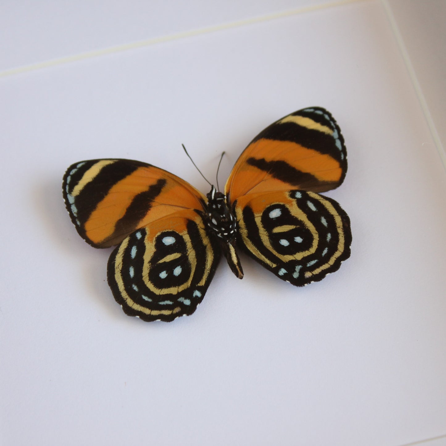 A BD Butterfly (Callicore cynosura) in a black shadow box frame