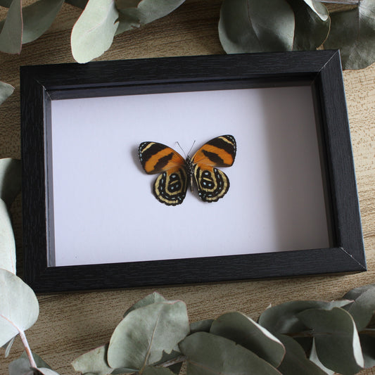 A BD Butterfly (Callicore cynosura) in a black shadow box frame. 