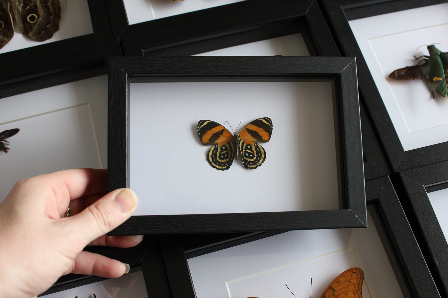 A BD Butterfly (Callicore cynosura) in a black shadow box frame. 