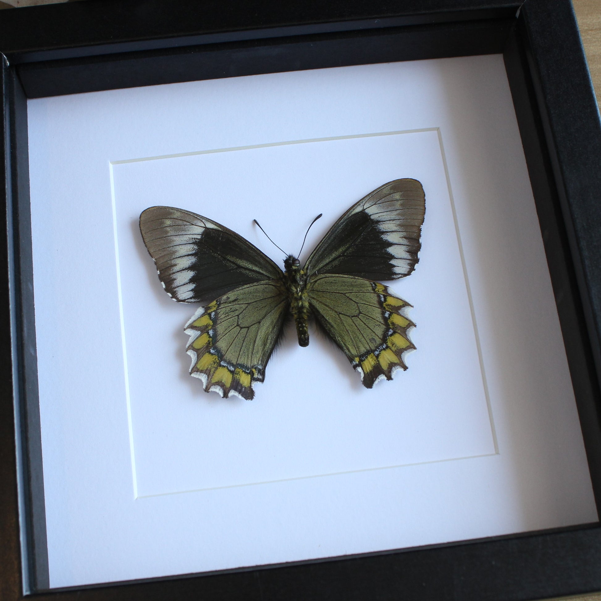 A Madyes Swallowtail (Battus madyes) butterfly in a black shadow box frame