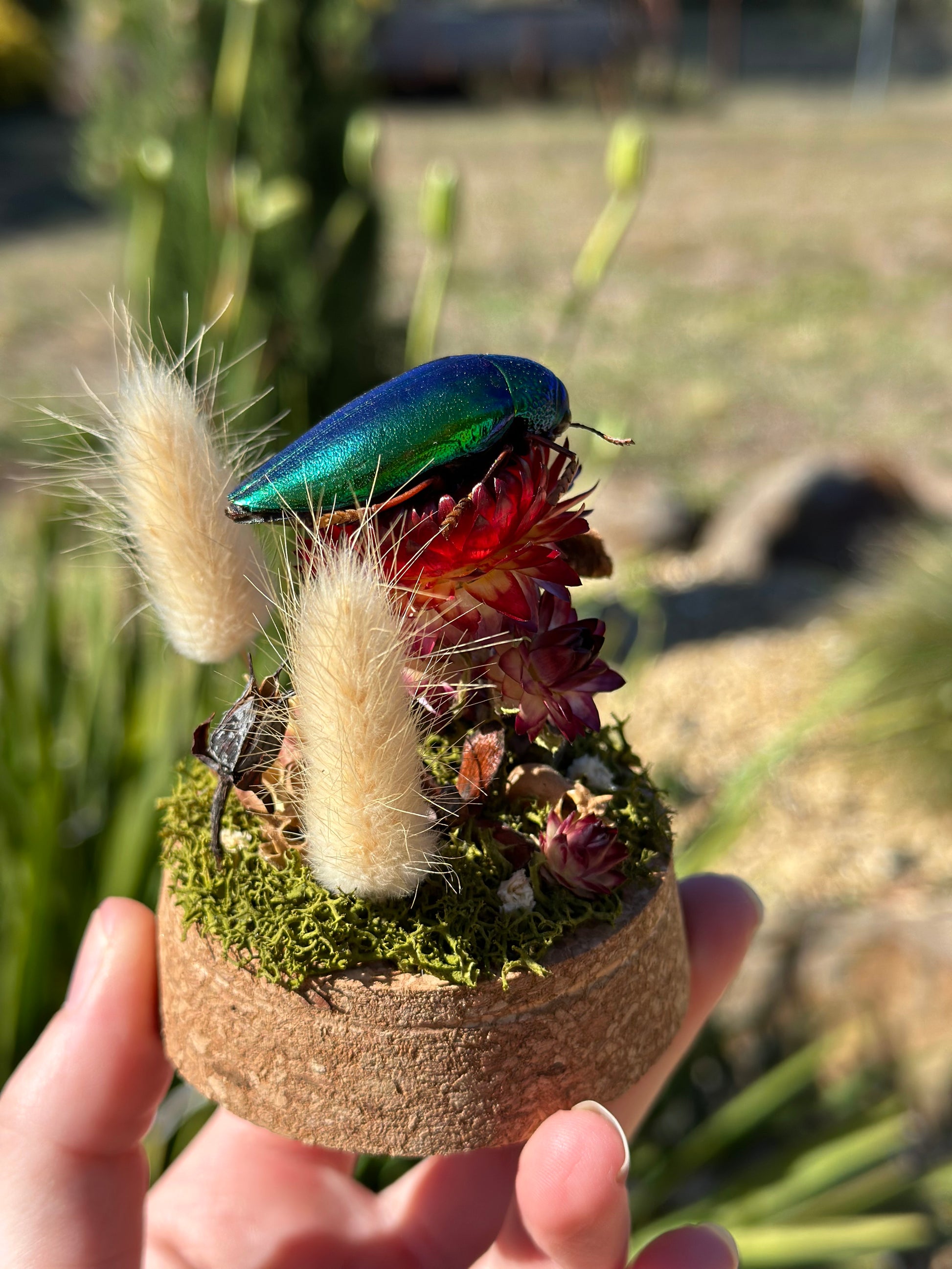 Green Jewel Beetle (Sternocera aequisignata) on a strawflower with real preserved reindeer moss and dried florals in a glass dome