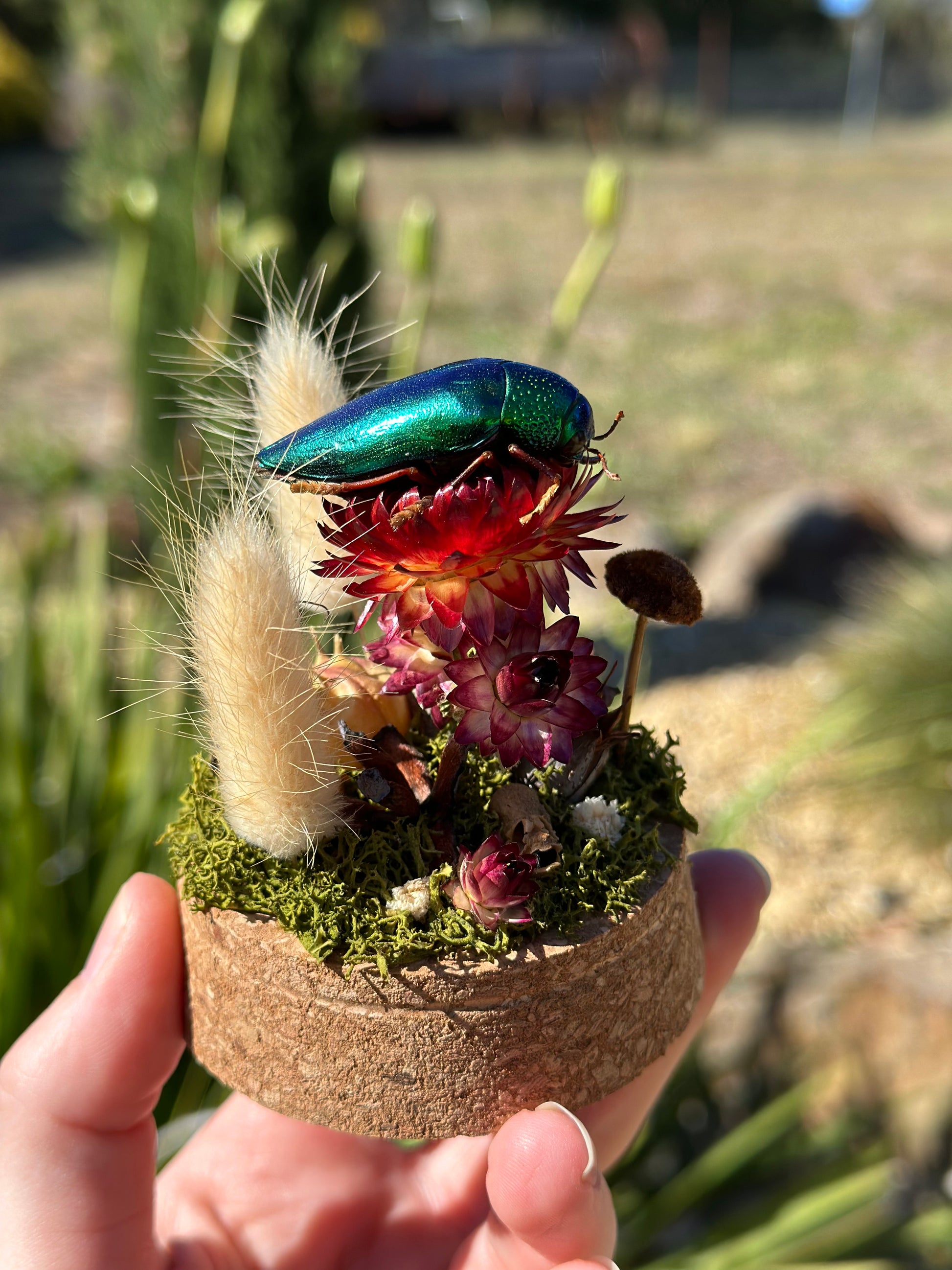 Green Jewel Beetle (Sternocera aequisignata) on a strawflower with real preserved reindeer moss and dried florals in a glass dome