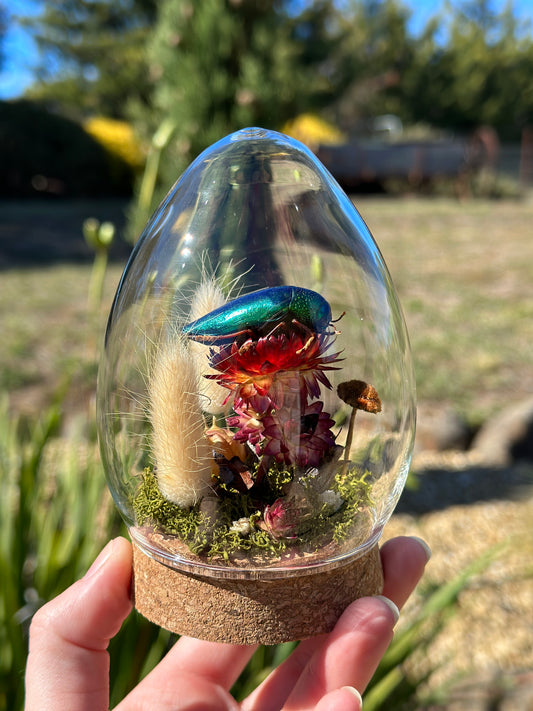 Green Jewel Beetle (Sternocera aequisignata) on a strawflower with real preserved reindeer moss and dried florals in a glass dome