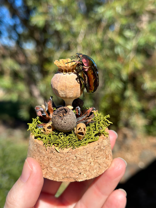 Metallic Beetle (Protaetia ignea) on a poppy seed with real preserved reindeer moss and dried florals in a glass dome